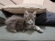 Magnifique chaton Maine coon disponible &agrave; c&eacute;d&eacute; 