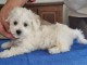 Magnifique chiots bichon maltais femelle &agrave; donner urgent 