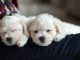 Adorable chiot bichon fris&eacute; &agrave; place 