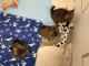 Dons chiots spitz allemand disponible 