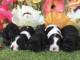 Je donne chiot cocker anglais am&eacute;ricain disponible 