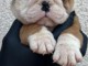 Je donne chiot bulldog anglais 