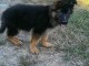 Je donne chiot berger allemand 