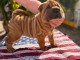 Shar pei disponible pour adoption Chiot
