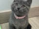 B&eacute;b&eacute; chaton chartreux disponible 
