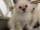 B&eacute;b&eacute; chaton sacr&eacute; de Birmanie a donner 