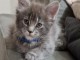 Magnifique chaton Maine coon disponible 