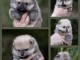 Je donne chiot Spitz allemand 