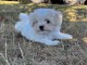 Je donne chiot bichon maltais 