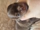 Sublime Chiots Chihuahua poils long disponibles