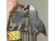 Couple de Perroquet gris du Gabon