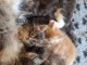 Magnifique chaton Maine coon disponible 