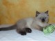 B&eacute;b&eacute; chaton sib&eacute;rien disponible 