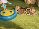 Je donne mon chaton Bengal 