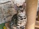Je donne chaton Bengal disponible 