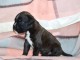Adorable chiot boxer disponible 