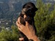 B&eacute;b&eacute; chiot type berger allemand m&acirc;le bonne maman 