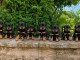 Magnifique chiots Rottweiler pour adoption 