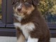 Je donne chiot berger australien 
