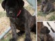 Je donne chiot Cane corso disponible 
