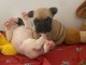 Je donne chiot bouledogue fran&ccedil;ais 