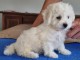 Adoption chiots bichon maltais 