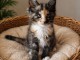 Je donne chaton main coon disponible 
