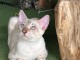 Magnifique chaton Bengal disponible pour adoption 