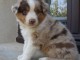 Je donne chiot berger australien 