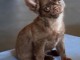Chiots chihuahua a donner 