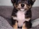 Adorables chiots chihuahua a donner 