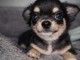 Adorables chiots chihuahua a donner 