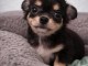 Adorables chiots chihuahua a donner 