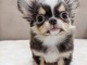 Adorables chiots chihuahua a donner 
