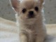 Adorables chiots chihuahua a donner 