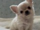 Adorables chiots chihuahua a donner 