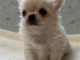 Adorables chiots chihuahua a donner 
