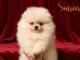 Pom&eacute;ranien BOO chiots &agrave; vendre
