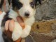 Je donne chiot berger australien 