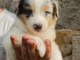 Berger Australien disponible 