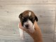 Je donne chiot jack Russel disponible 