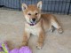 &Agrave; adopter Chiot Shiba inu disponible 