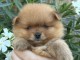 Je donne chiot Spitz allemand 