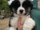 B&eacute;b&eacute; chiot type berger australien 