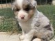 Je donne chiot berger australien 
