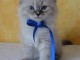 B&eacute;b&eacute; chaton sib&eacute;rien disponible 