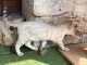 B&eacute;b&eacute; chaton Bengal disponible 