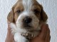 Je donne chiot &eacute;pagneul breton 