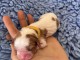 Chiot cavalier king Charles m&acirc;le et femelle 