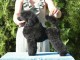 Caniche nain femelle noir